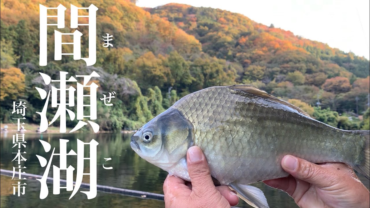 【魚影濃厚】定期放流の恩恵を受ける間瀬湖 へらぶな釣り