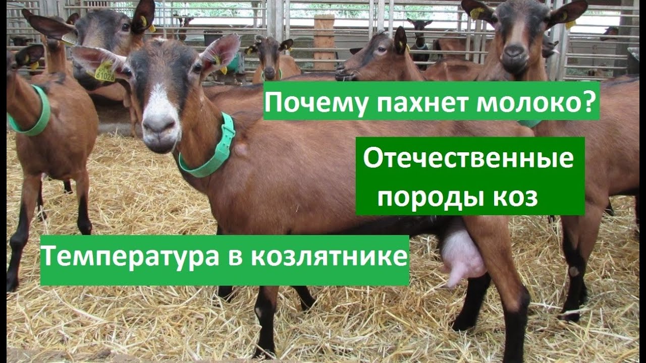 Запах в молоке/Нужен ли обогрев в козлятнике? У козы выкидыш