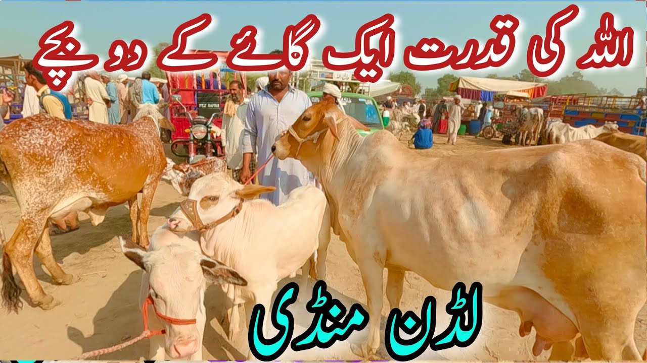 LUDDEN MANDI LATEST PRICE UPDATE | CATTLE MANDI | ALLAH KI QUDRAT |