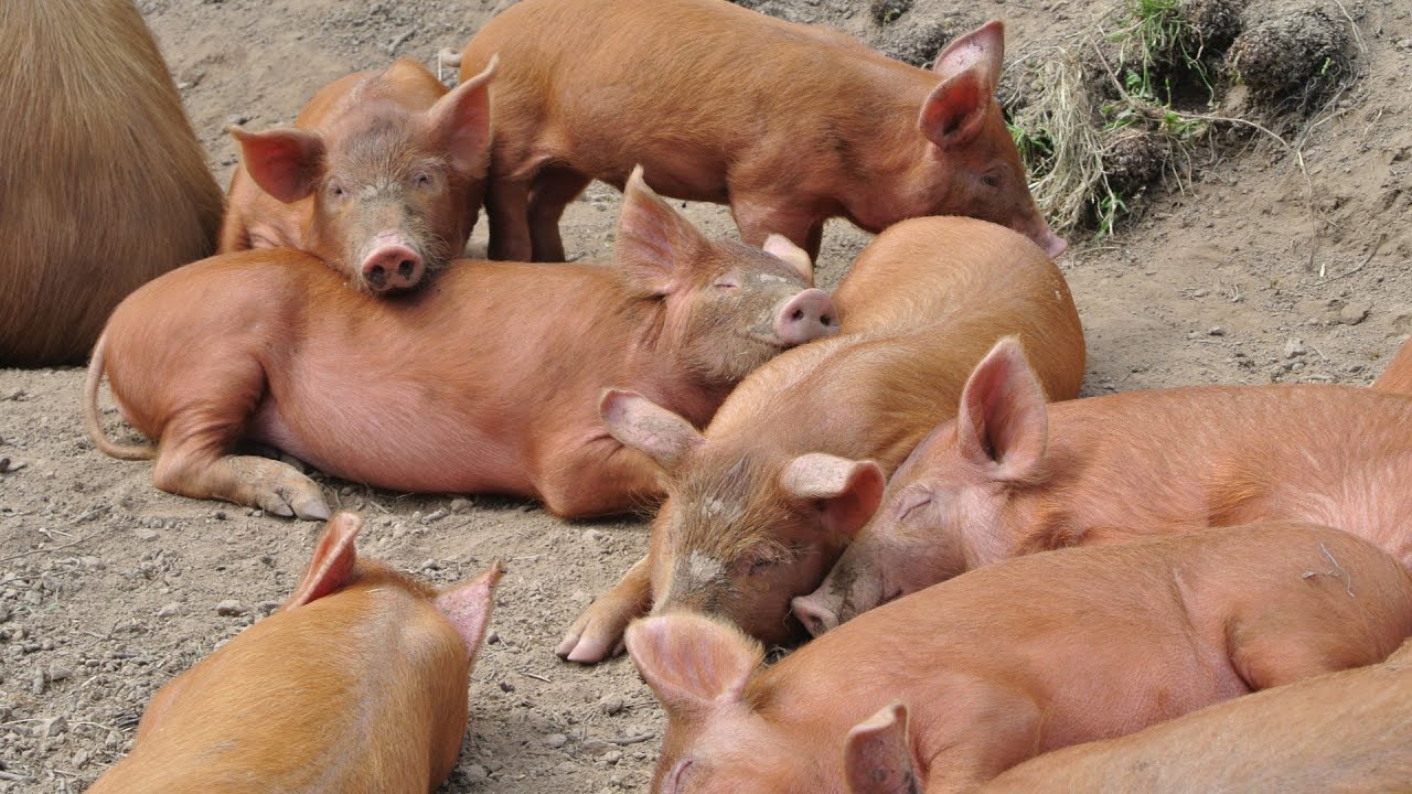 Schweinezucht in Oberkirch - Berkshire, Tamworth - Disturbed Cooking Ep. 113