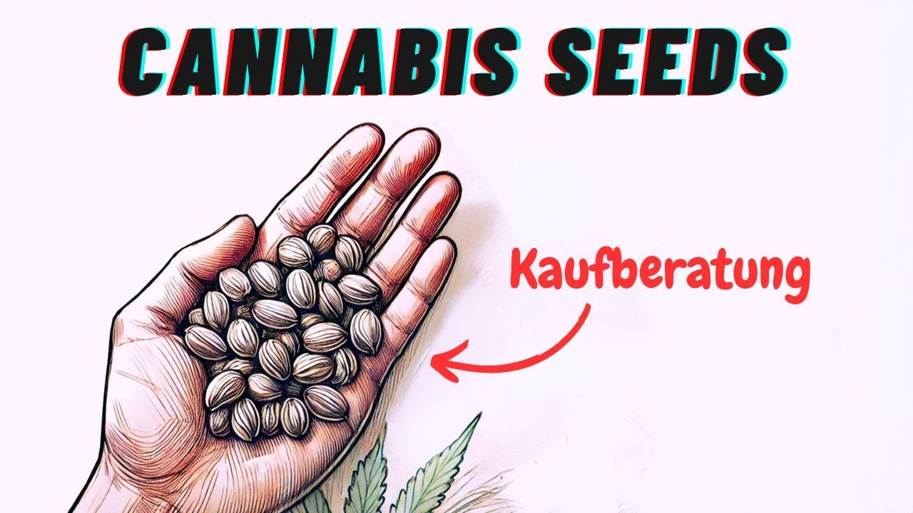 Kaufberatung f&uuml;r Cannabis Samen - Alles was man &uuml;ber Seeds wissen muss *