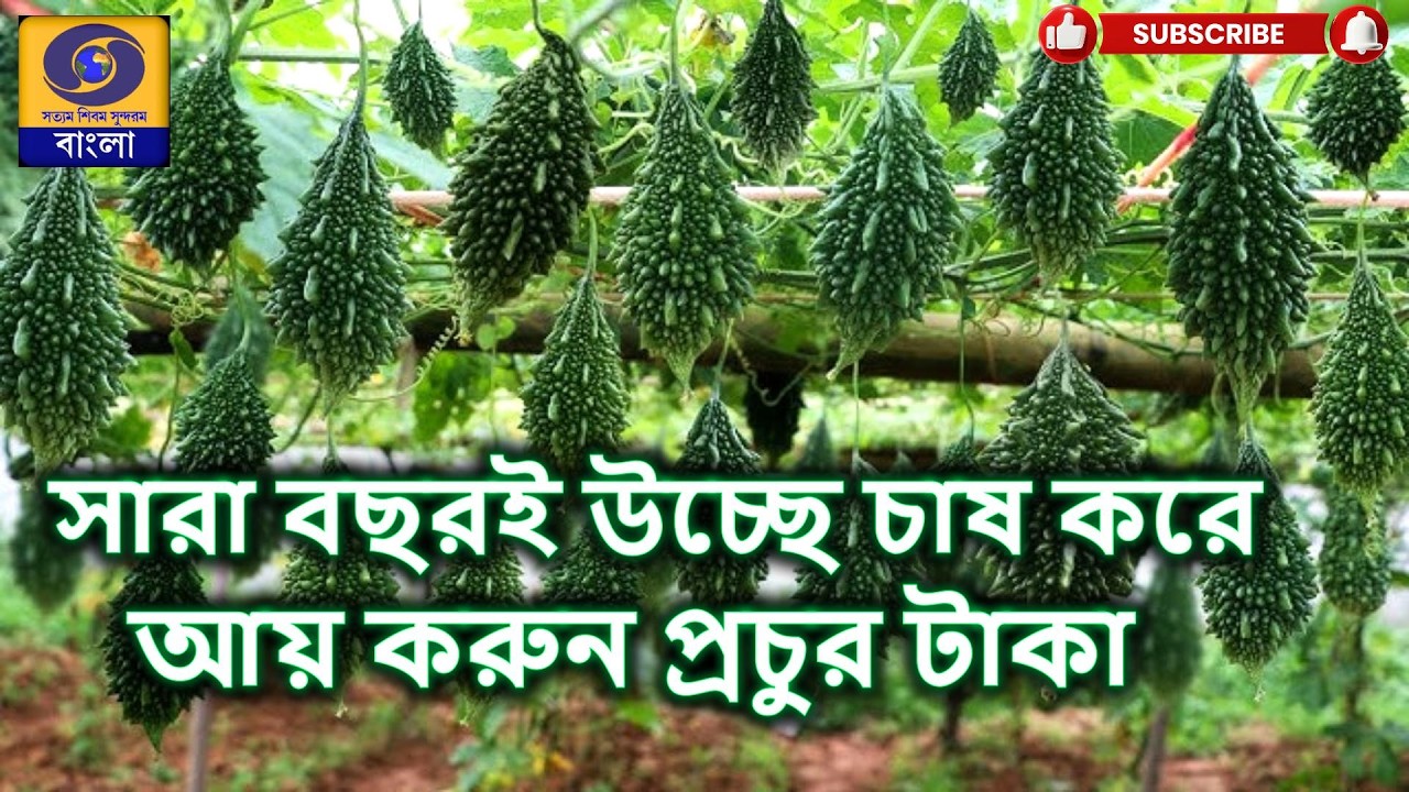 Topic :  উচ্ছে চাষ : Better  Gourd Cultivation   @DDBanglaTV #ddbangla