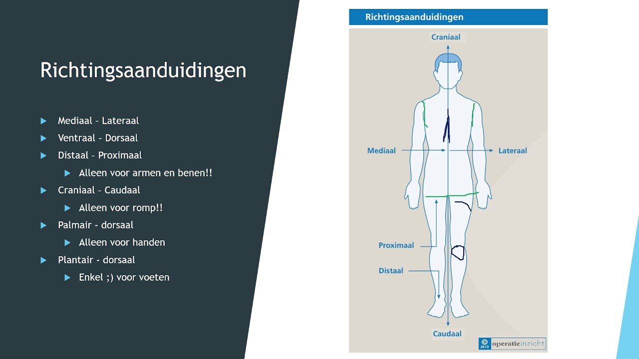 2 1 inleiding Anatomie deel 2 MVDLMH