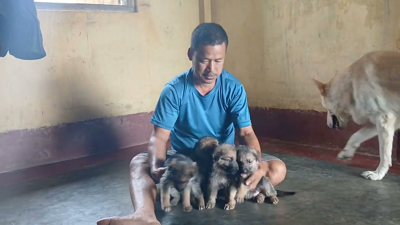 German Shepherd puppy double coat  available/ tripura teliamura