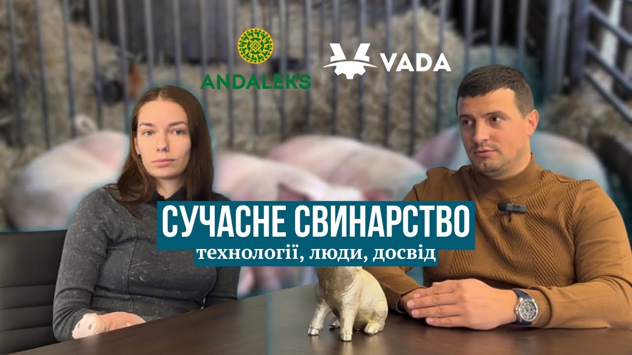 Сучасне свинарство: технології, люди, досвід