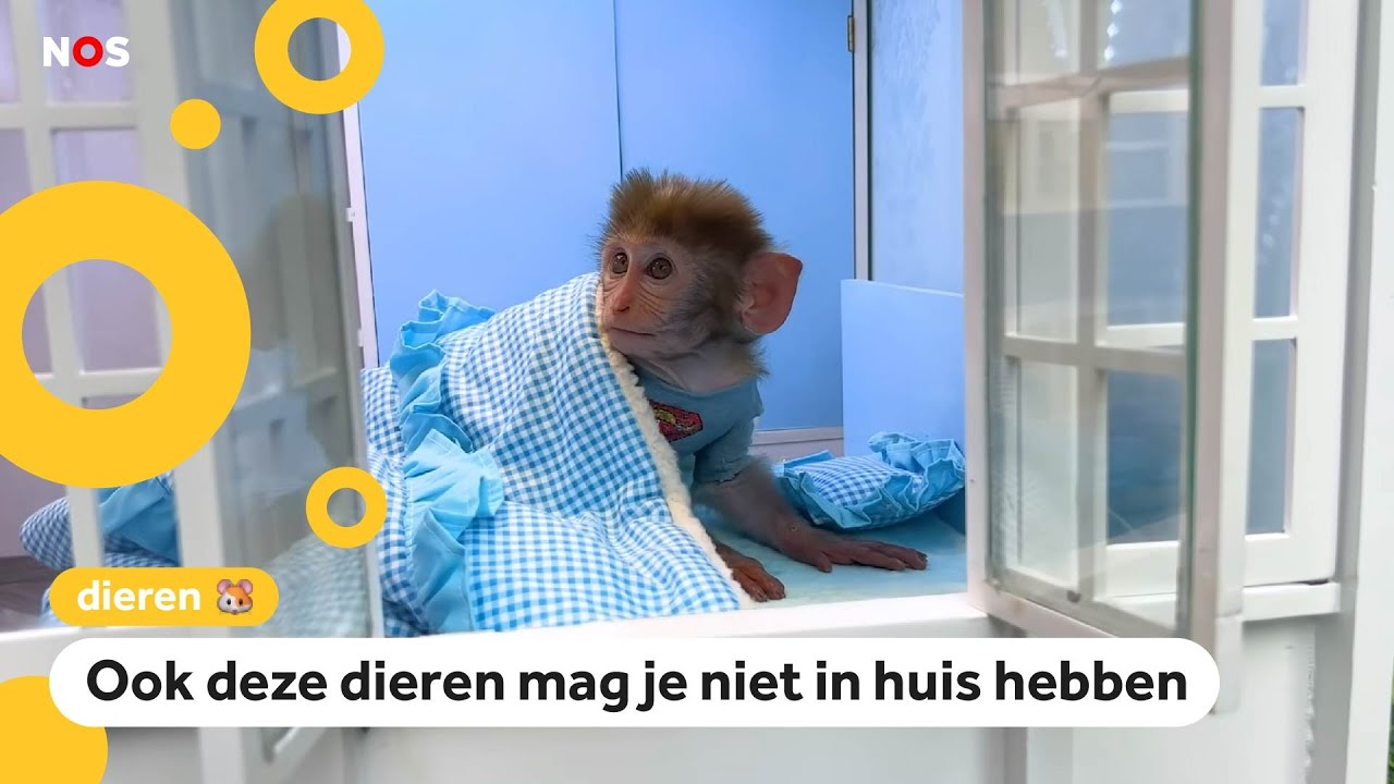 Waarom mag je geen aap als huisdier hebben?