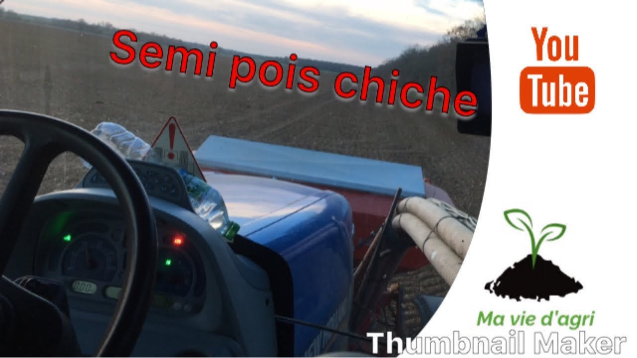 Semis de pois chiche