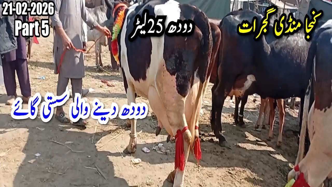 25 Liter Doodh Dene Wali Gaaye Sirf 4 Lakh Main Gujrat Maveshi Mandi