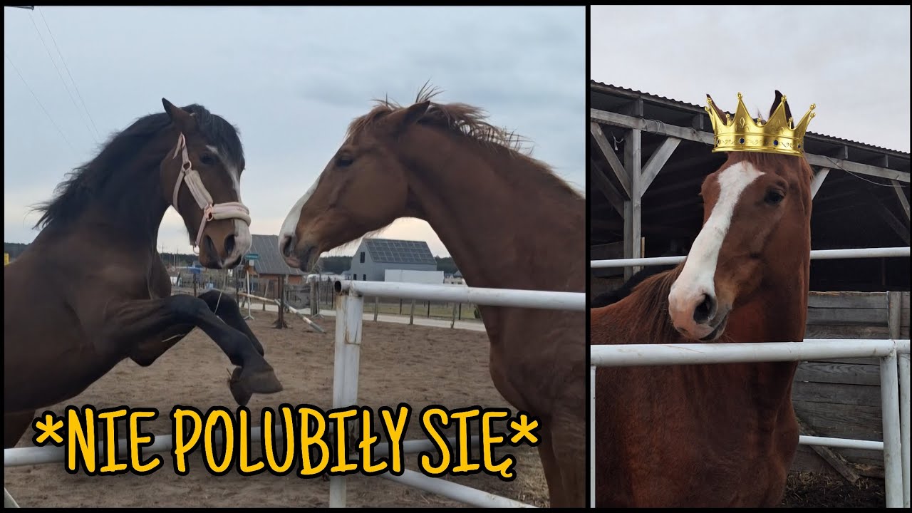 NOWY KOŃ NA RANCZU / Przyjazd Korony /VLOG stajenny