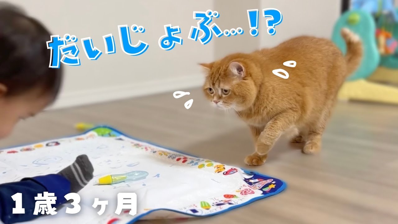 1歳児を心配する猫が思わず手を出してしまい… パパの家族が名古屋から来た！