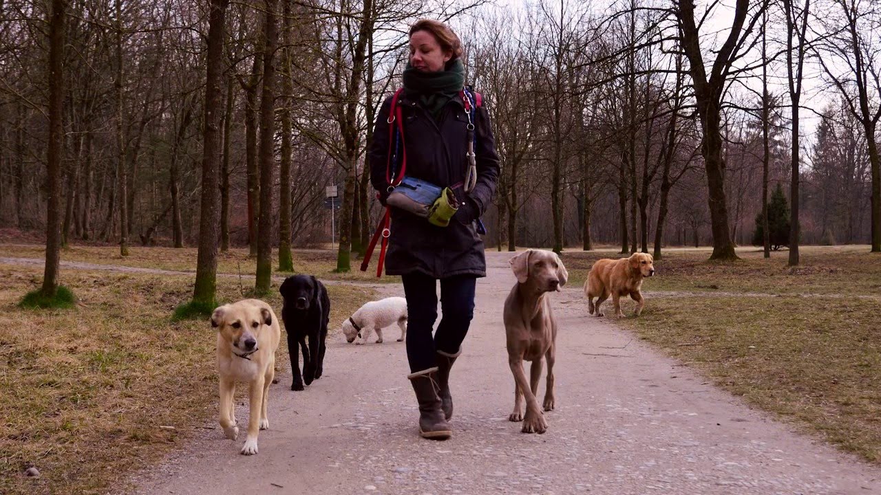 Dogwalker - Mehr als nur mit dem Hund Gassi gehen