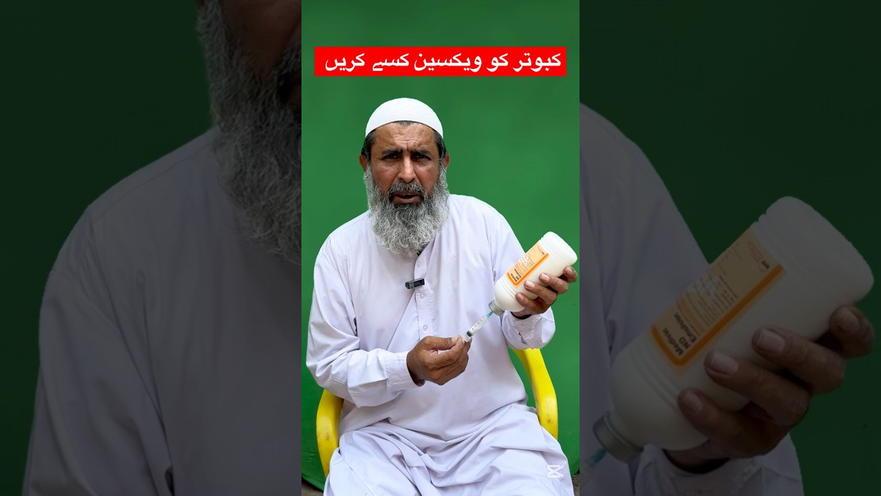 The right way to vaccine the pigeon #amjadaliofficial
