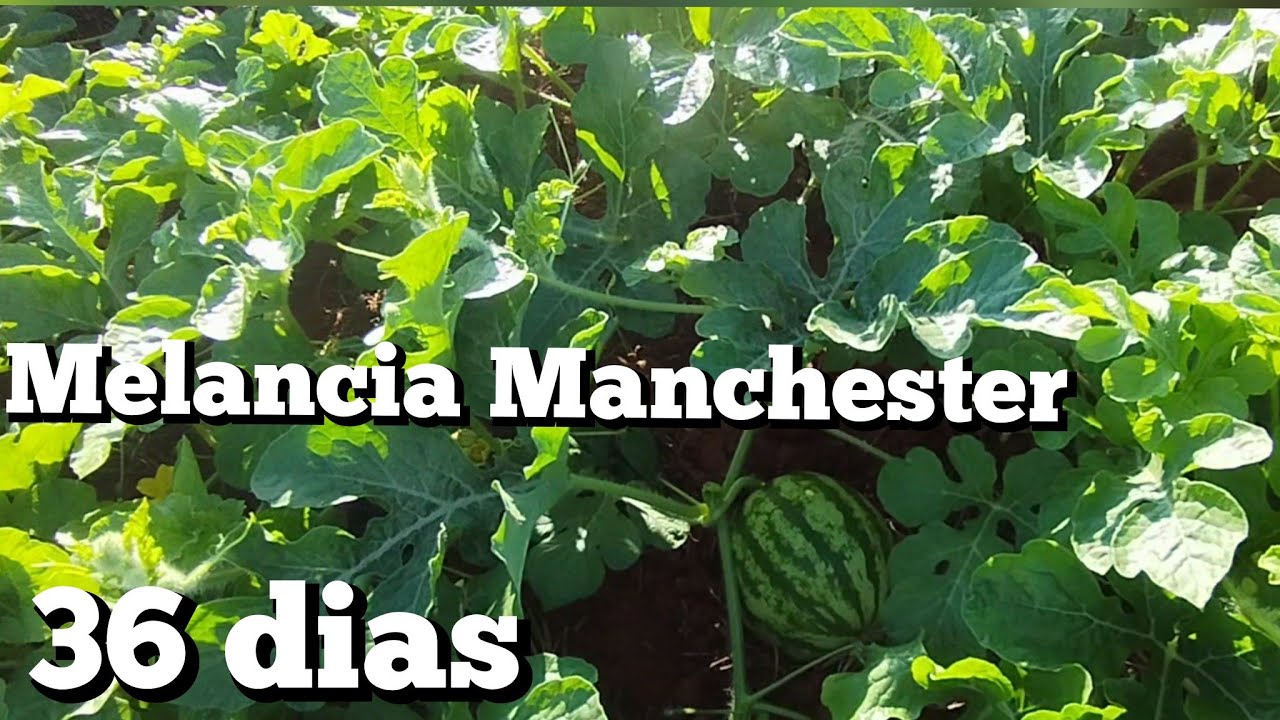 Melancia Manchester com alto pegamento de frutos 
