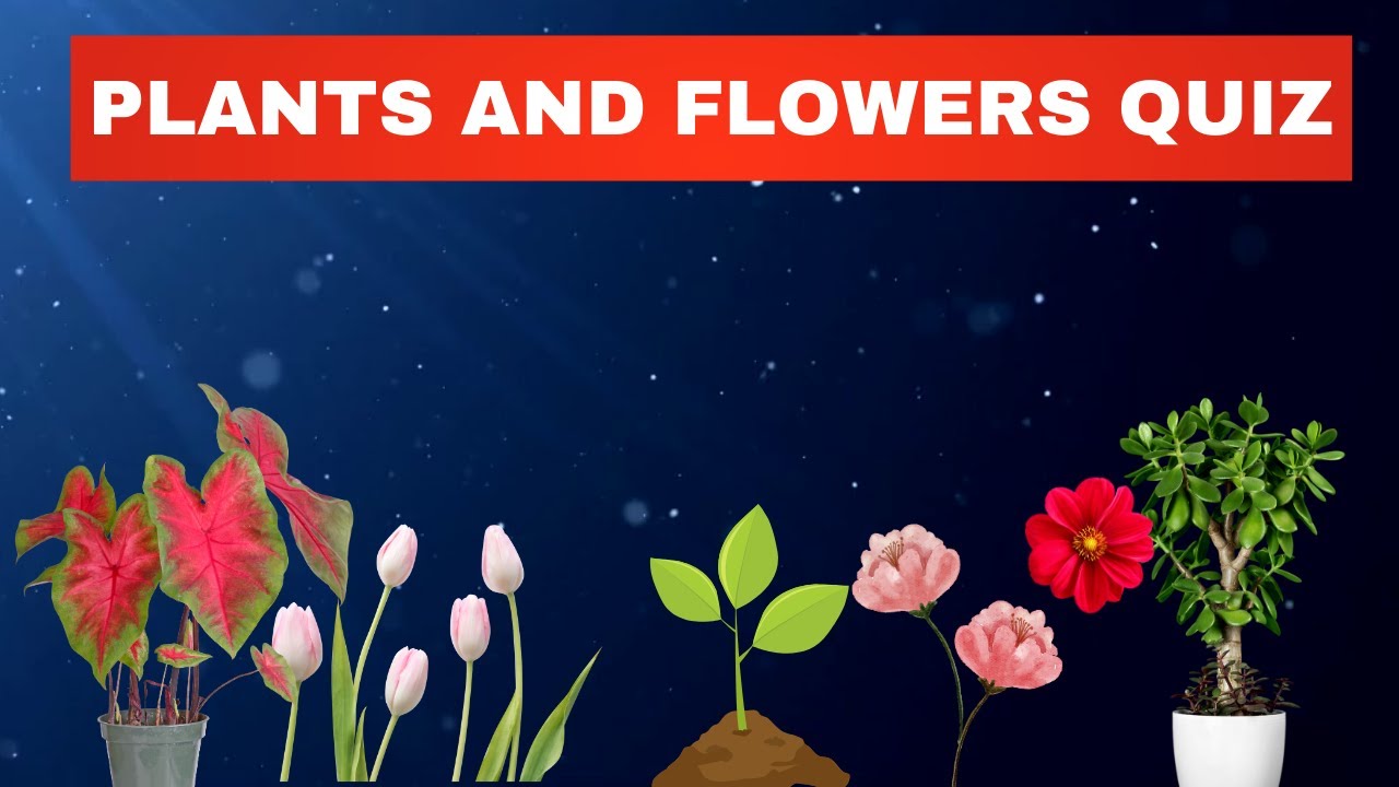 Plants And Flowers Quiz  (Part I) !!!