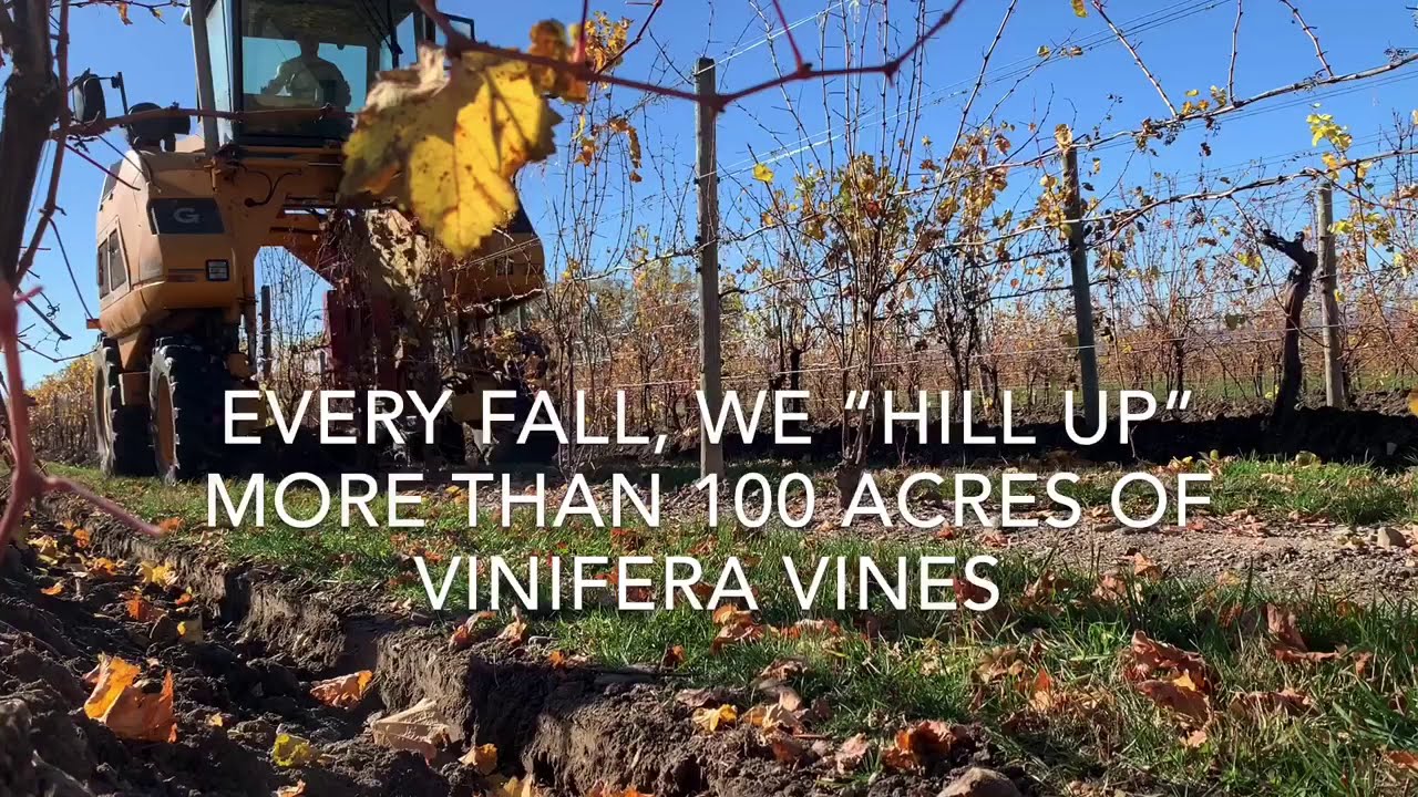 Virtual Vineyard: Hilling Up