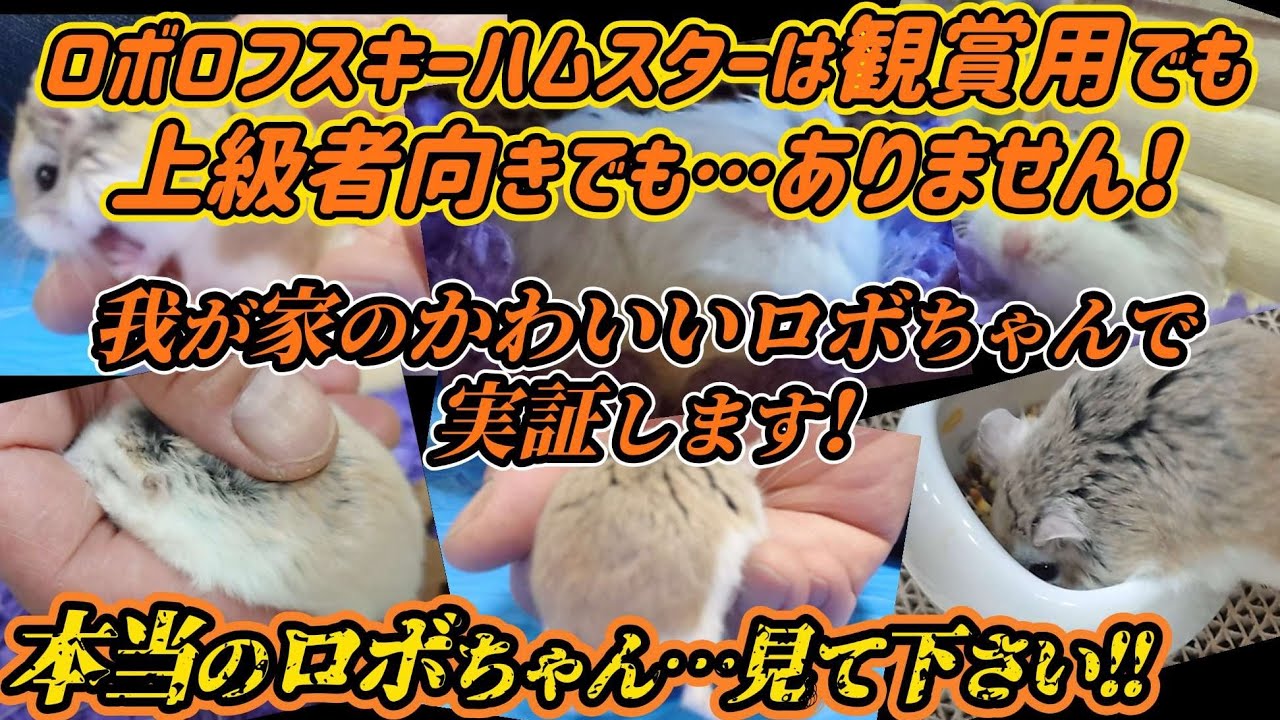 【ロボロフスキーハムスター】愛を持って解説！性格の違い見て下さい！知って下さい！