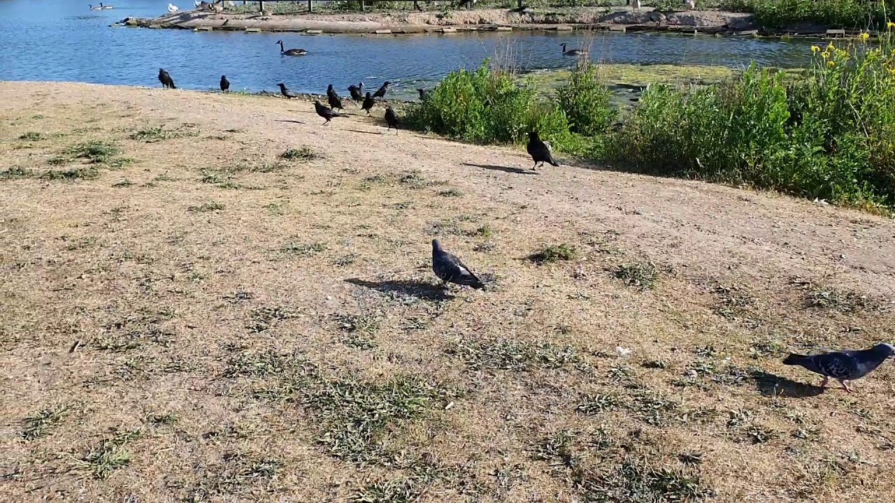 Crows and pigeons eating seeds and grapes