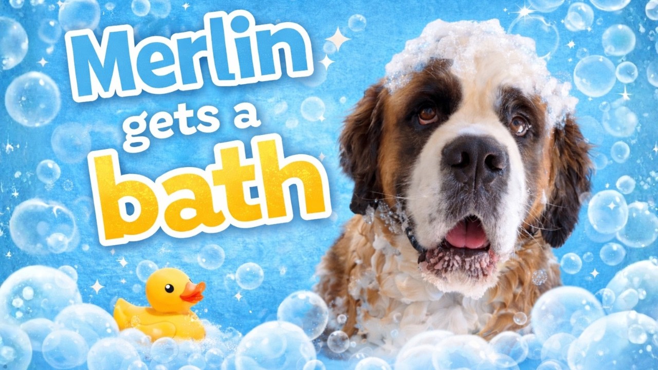 Merlin the Saint Bernard gets a bath!