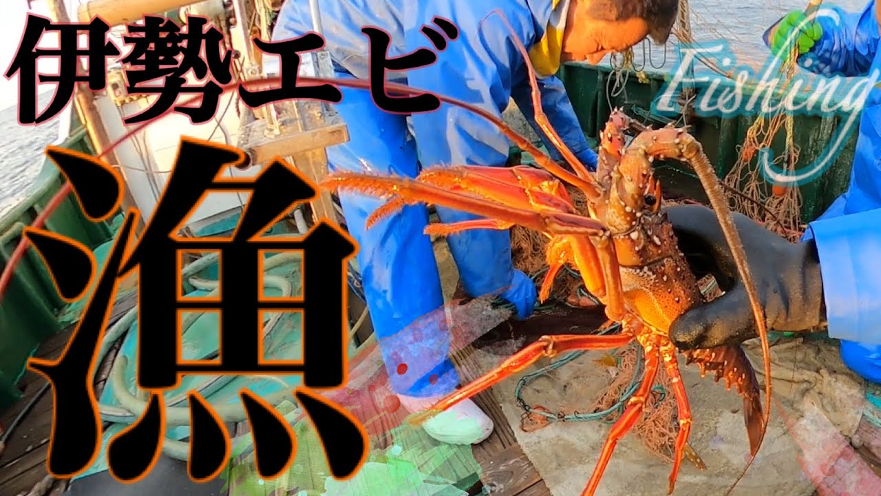 【大漁】イセエビ漁解禁！刺し網で狙ったら大漁でした！　～白浜沖刺し網漁～