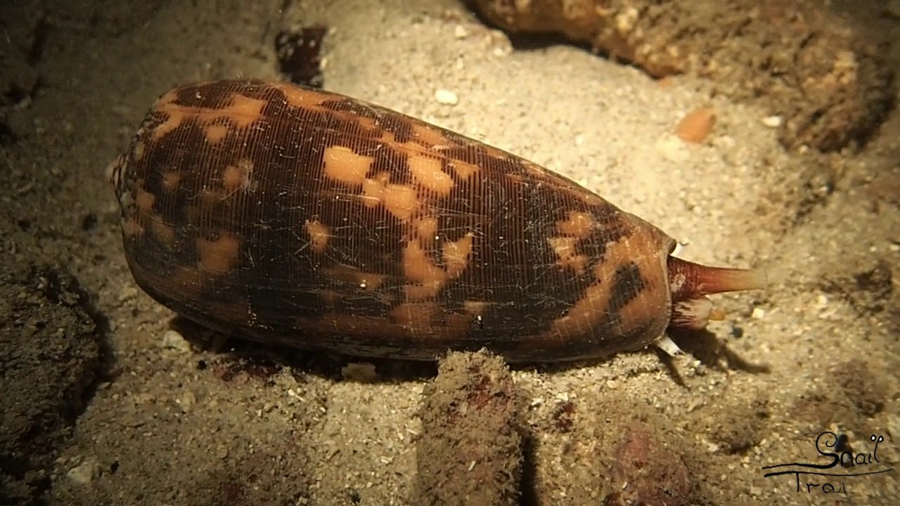 Conus striatus - Striated Cone