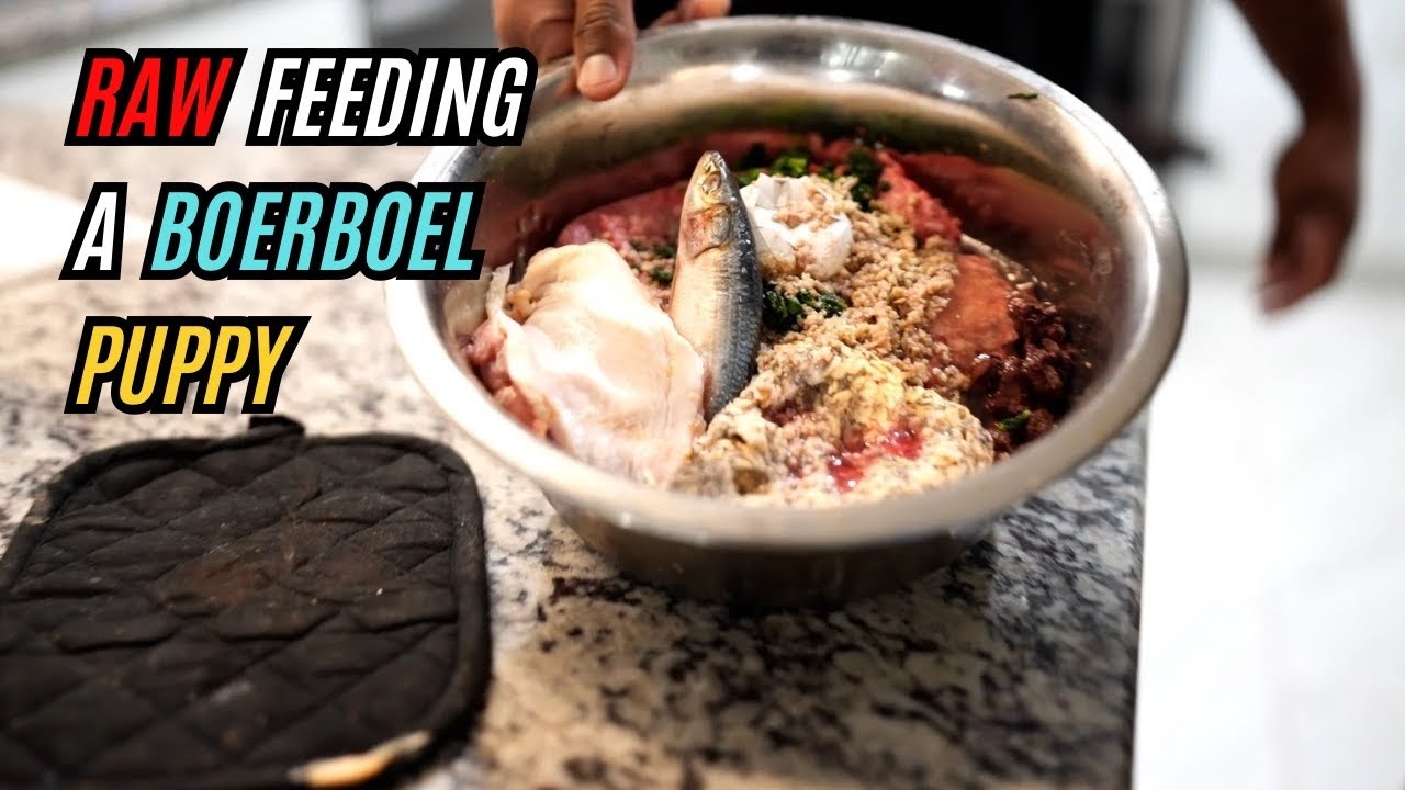 Raw Feeding a Boerboel Puppy