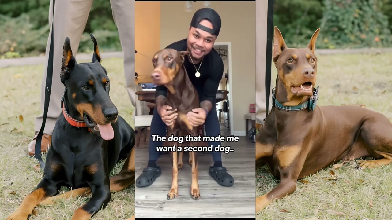 Knox Dog and Suavexavier | Funniest Dog 2025