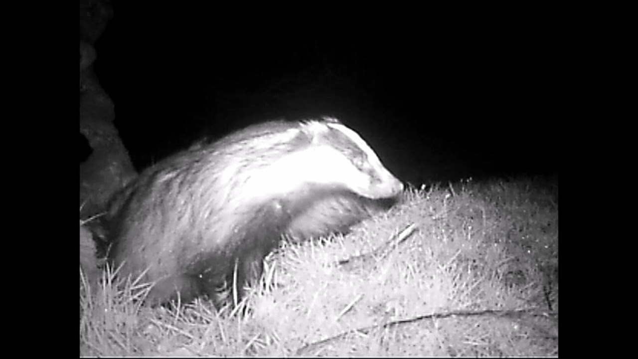 Life at the Sett
