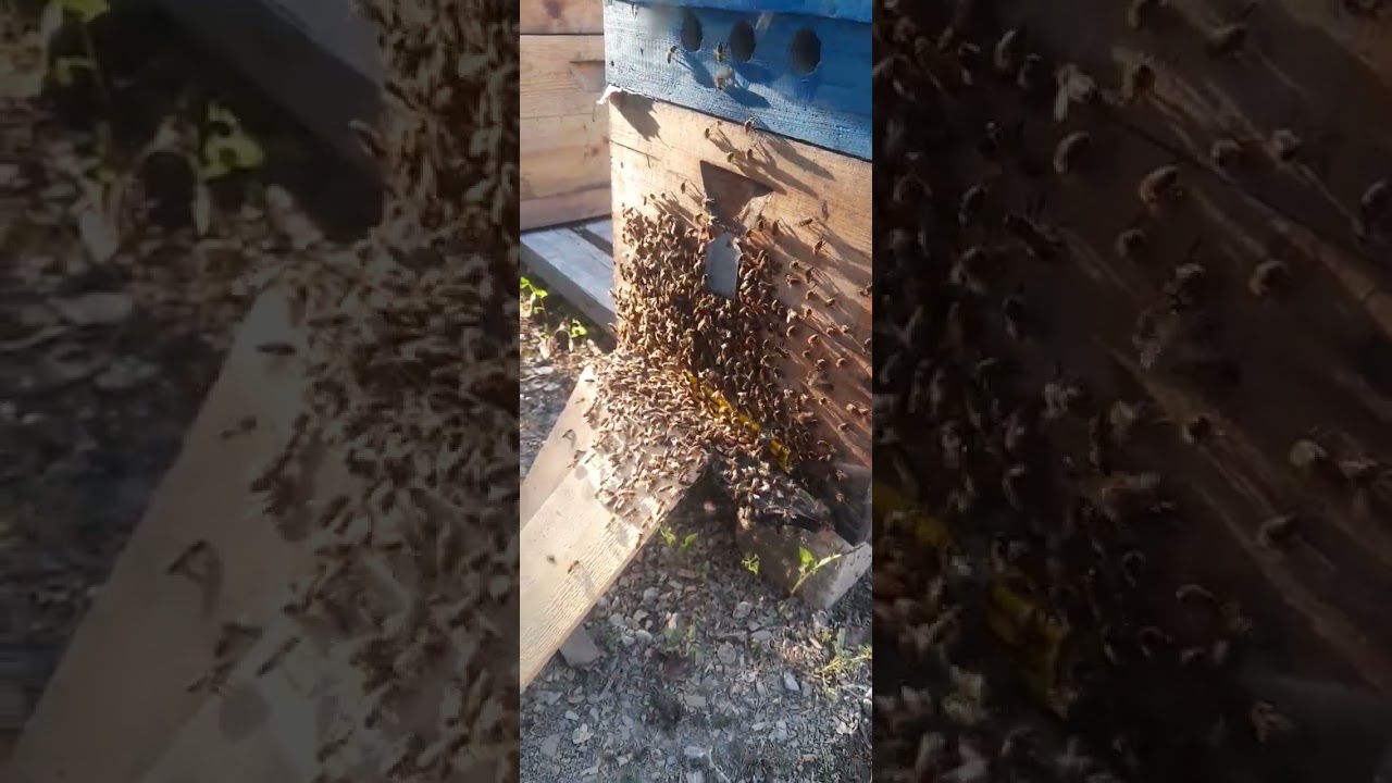 yuvanı tərk edib qaçmaq istəyən arı .13.08.2023