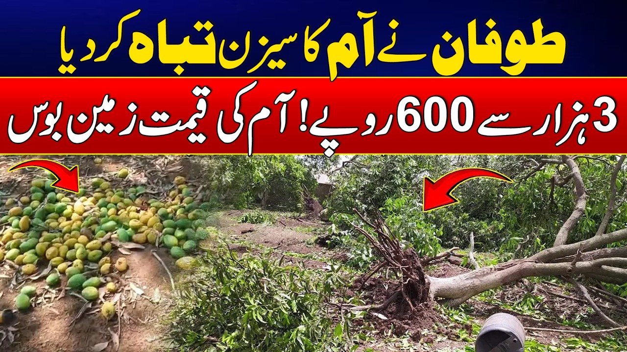 Storm Aftermath Hits Mango Market as Prices Crash from Rs3,000 to Rs600 Per Maund | News Update