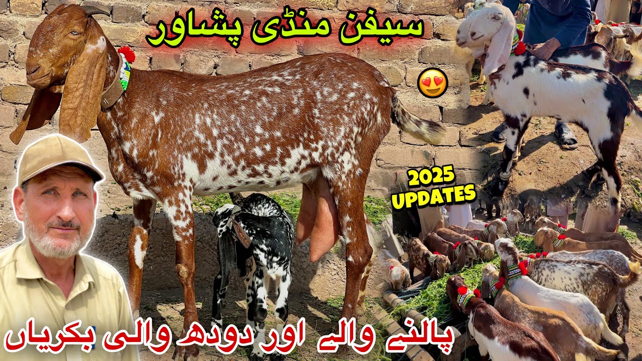 Dairy Goats New Updates 22/2/2025 | Saifan Bakra Mandi Peshawar | Khyber Social Tv