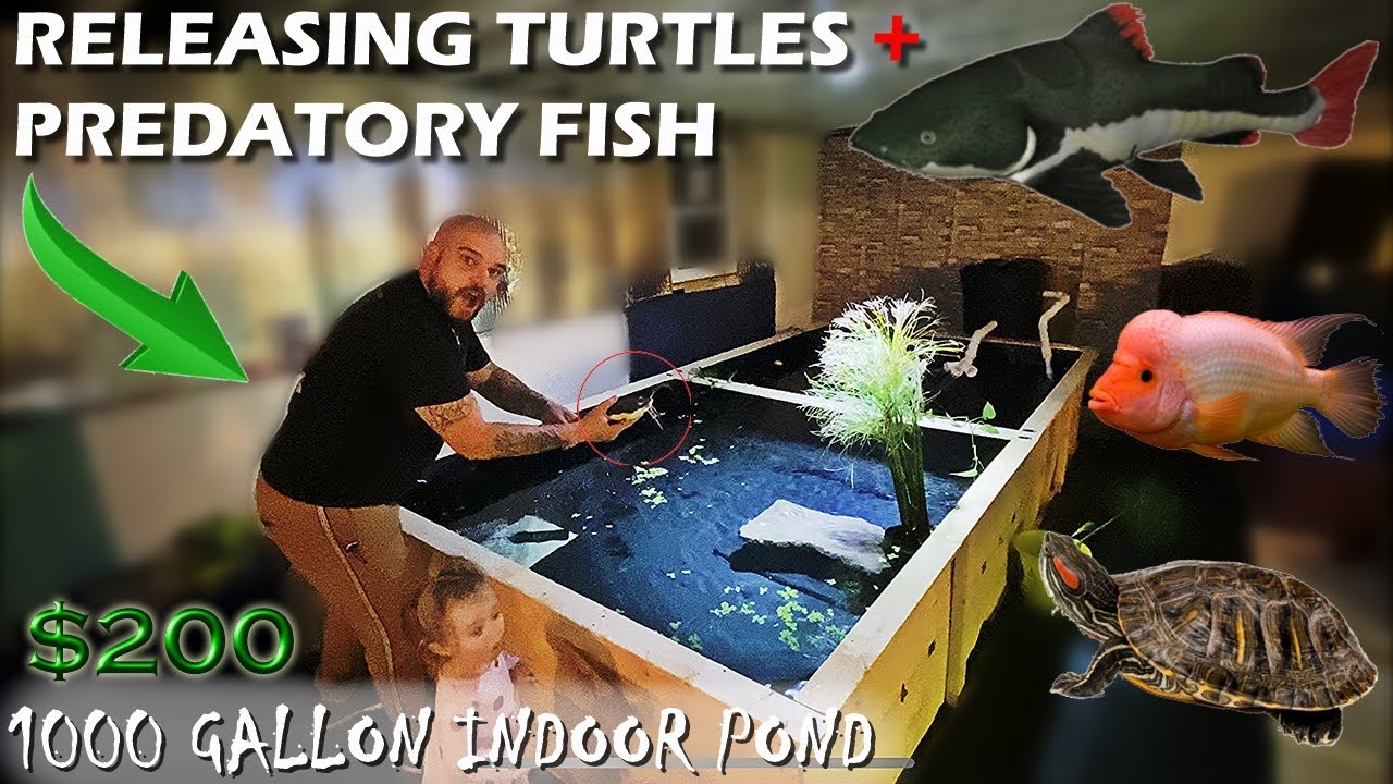 RELEASING TURTLES + PREDATORY FISH into 1000 GALLON INDOOR POND