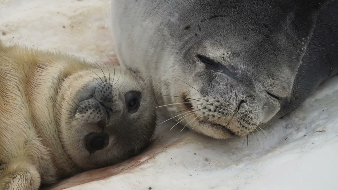 How Moms Matter To Weddell Seal Pups