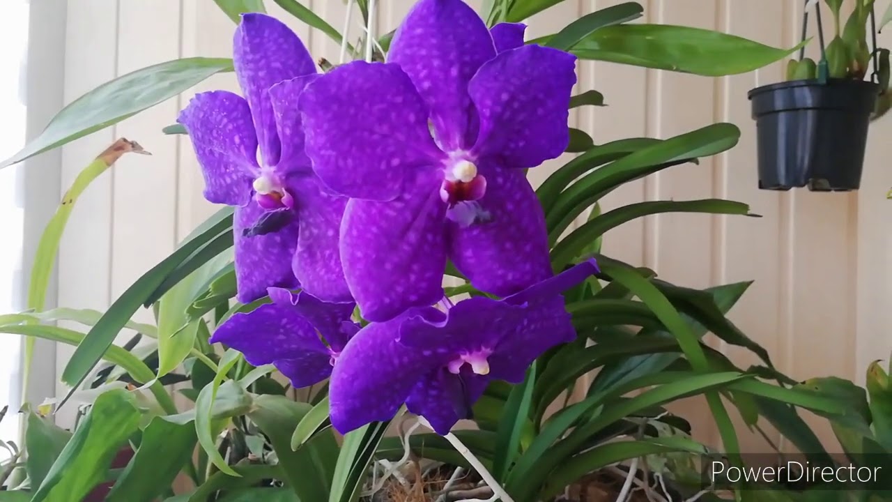 Vanda pachara Delight
