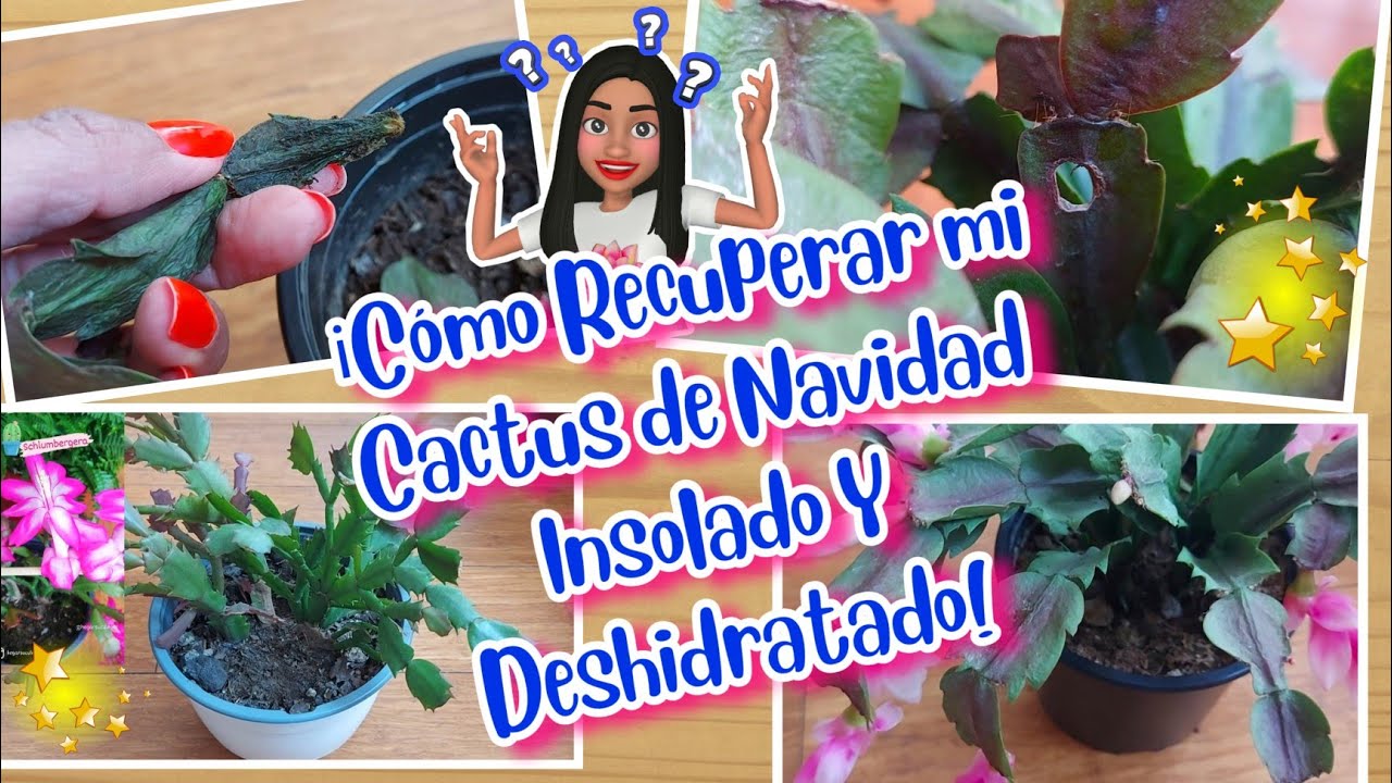 ¡Cómo Recuperar mi Cactus de Navidad Insolado y Deshidratado⁉️🤯🤔🌲/ Suculentas de Sombra /