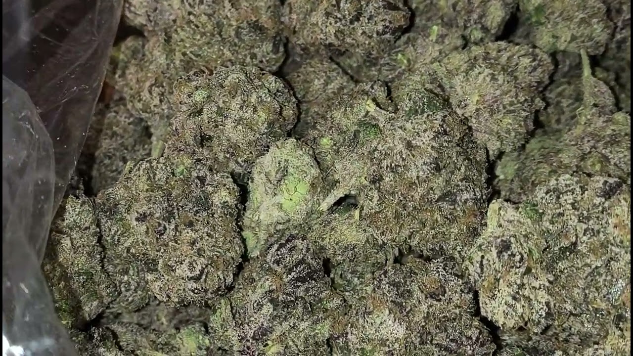 Blue Heat by South Bay Genetics