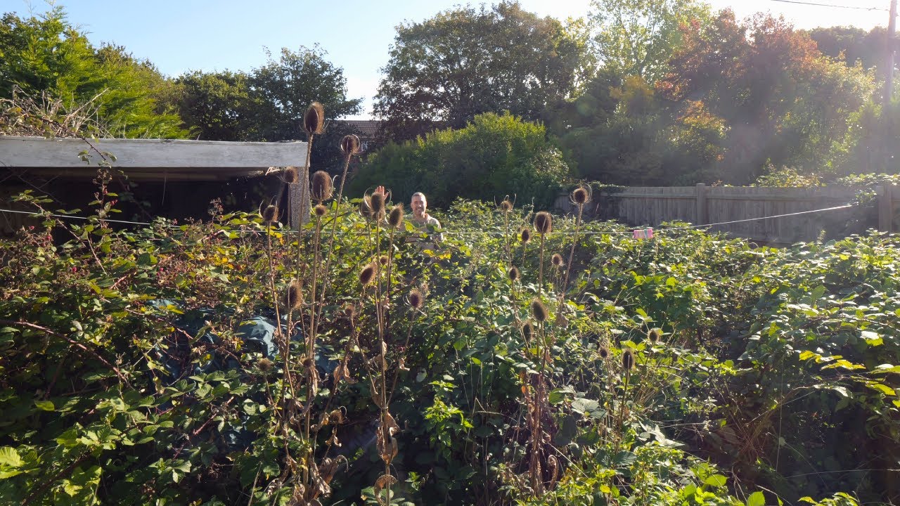 Quoted $2,500 to Clear This Backyard— I Did It for Free