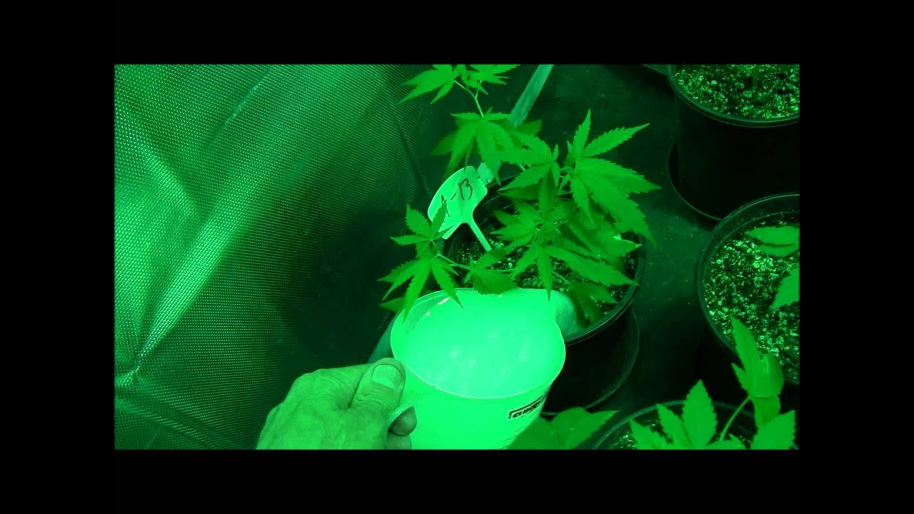 Azomax Soil Drench