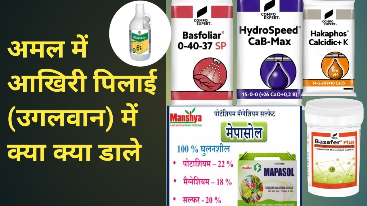 अमल में उगलवान लास्ट पिलाई में क्या क्या डाले /amal m last pilai m kya kya dale 