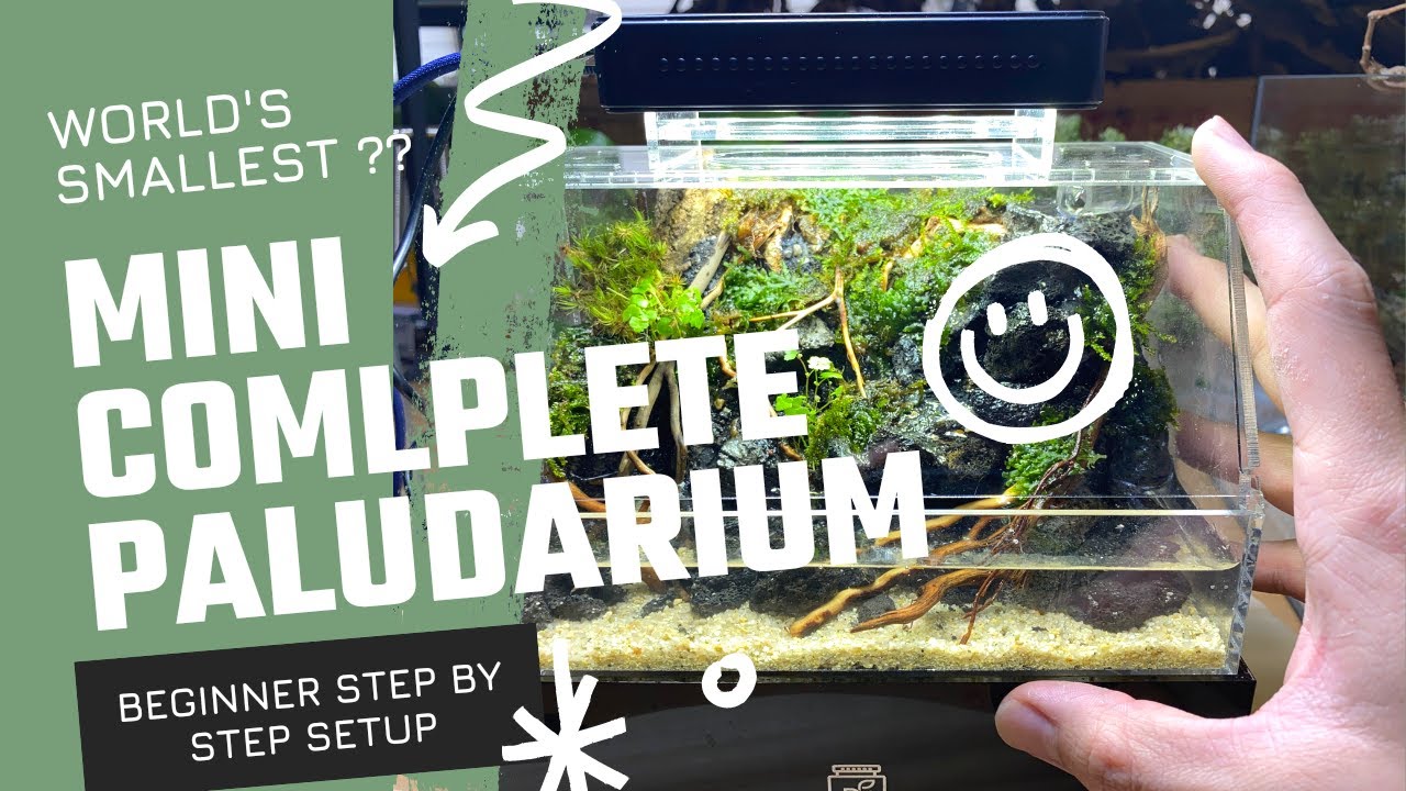 Probably it's the World's Smallest paludarium Tank from Mini Complete Tank - Beginner Step-by-step