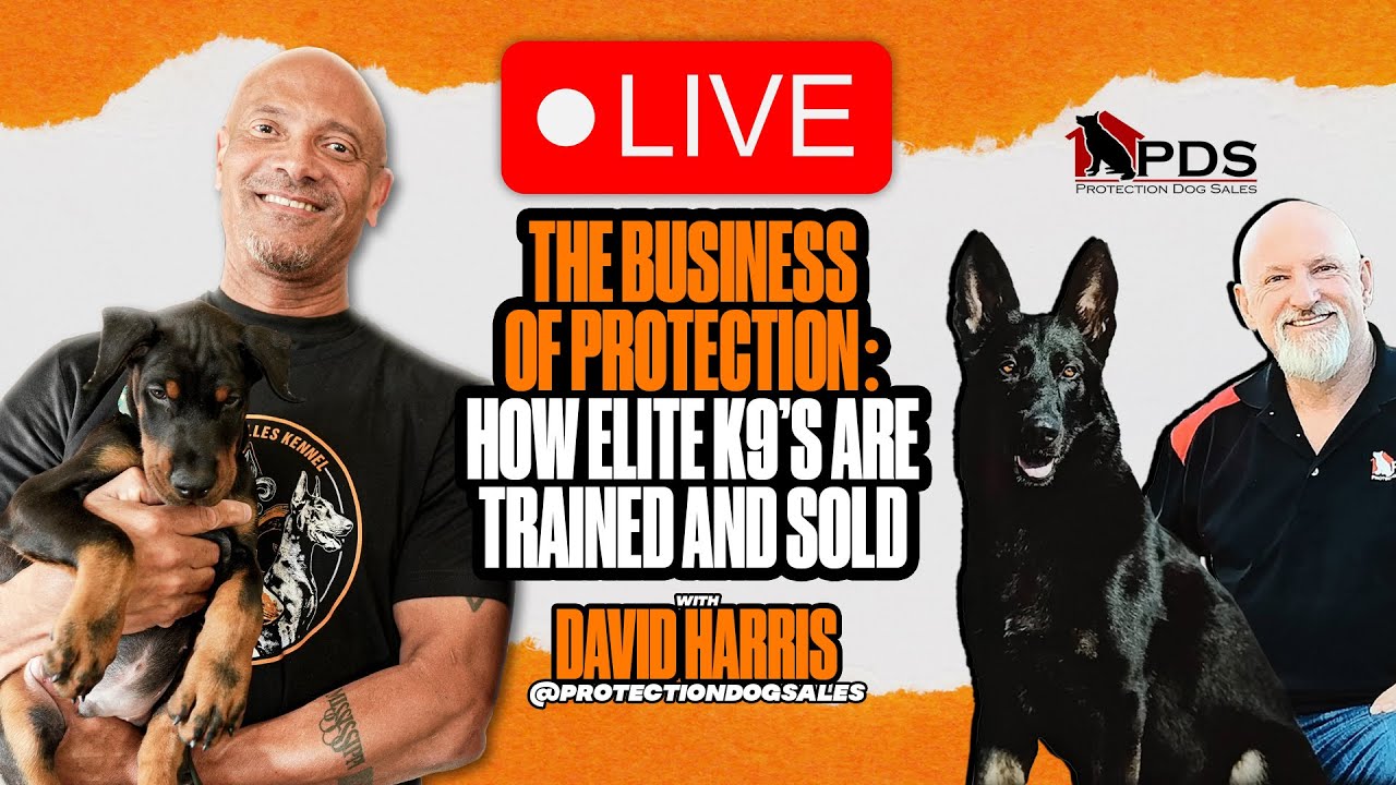 How Elite K9s are Trained & Sold | David Harris of Protection Dog Sales (PDS)