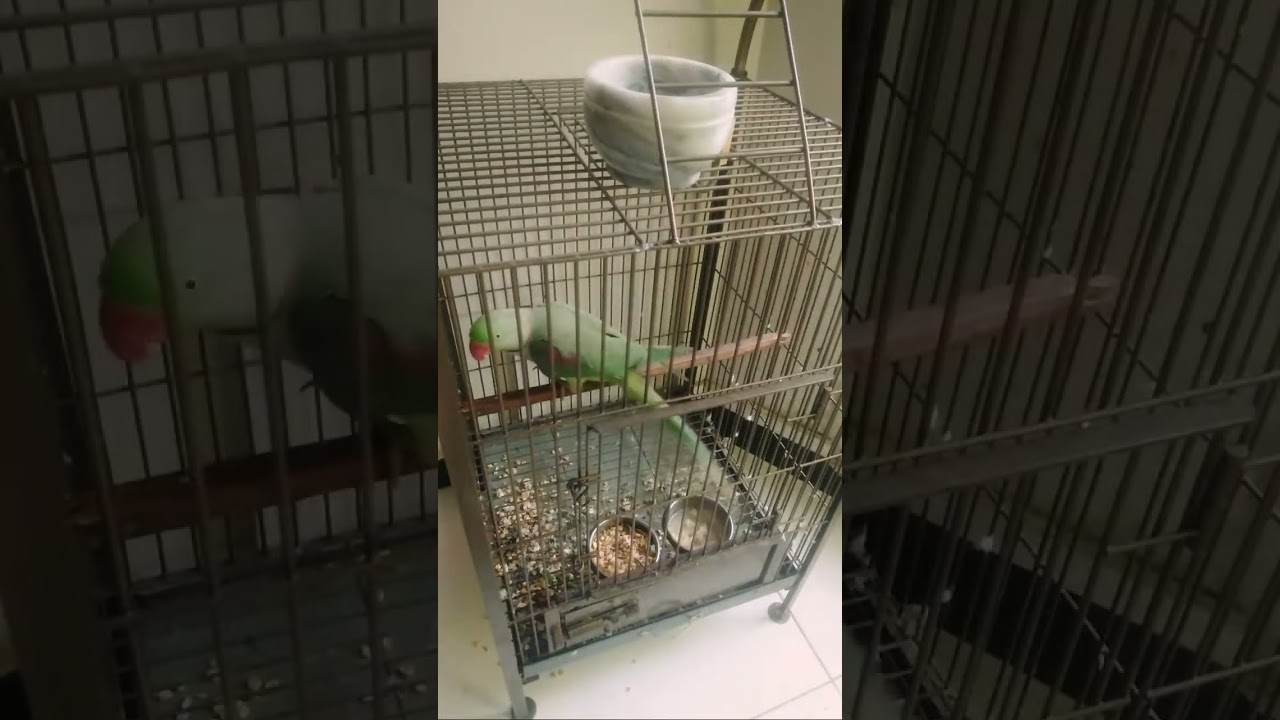 Highlight 39:20 – 44:20 from 💗#Ajwa official✍️ parrots talking about video Mithu Mia Mithu 🦜 good mo