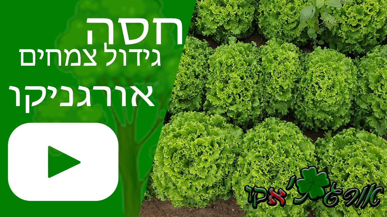 חסה - תנאי גידול צמח - אורגניקו