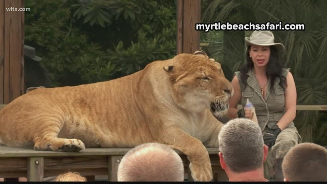 Owner of Myrtle Beach Safari facing federal crimes