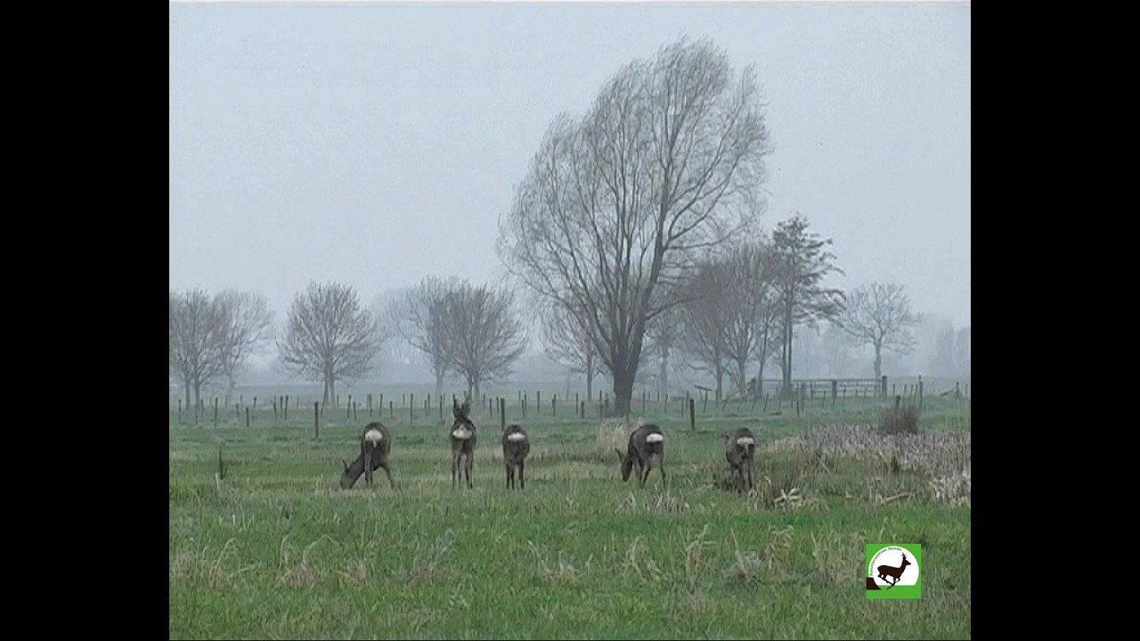 Reeën in de achterhoek