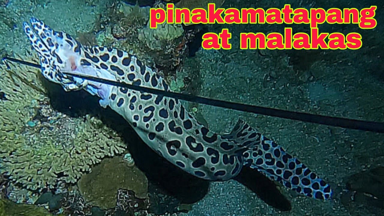 ep544 Dive1 tigre na ahas dagat pinakamatapang at malakas