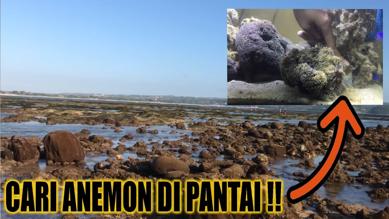 Berburu Anemon Buat Nemo Di Rumah !!