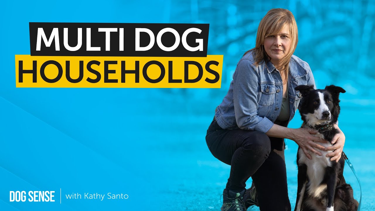 Living in a Multi-Dog House - How to Keep the Peace in Your Multiple Dog Household