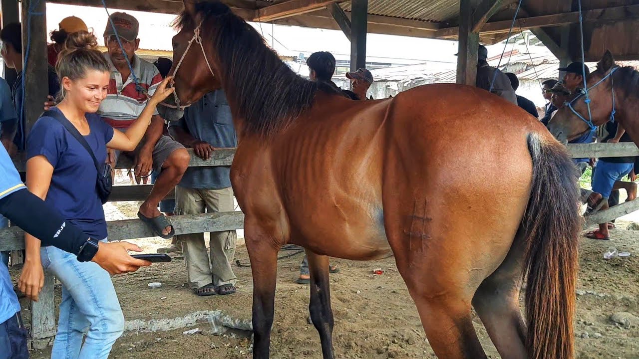 GERMAN TOURIST SEARCHING FOR HORSES AT JENEPONTO HORSE MARKET