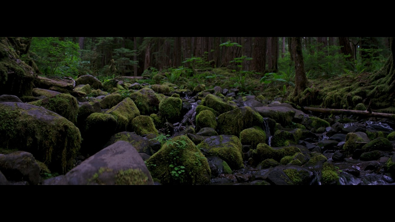 Hoh Rainforest River