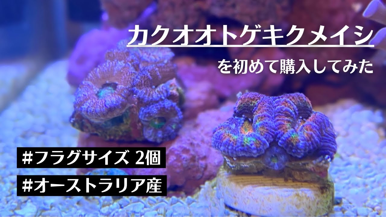 【海水魚水槽】初心者だけどカクオオトゲキクメイシを購入してみた